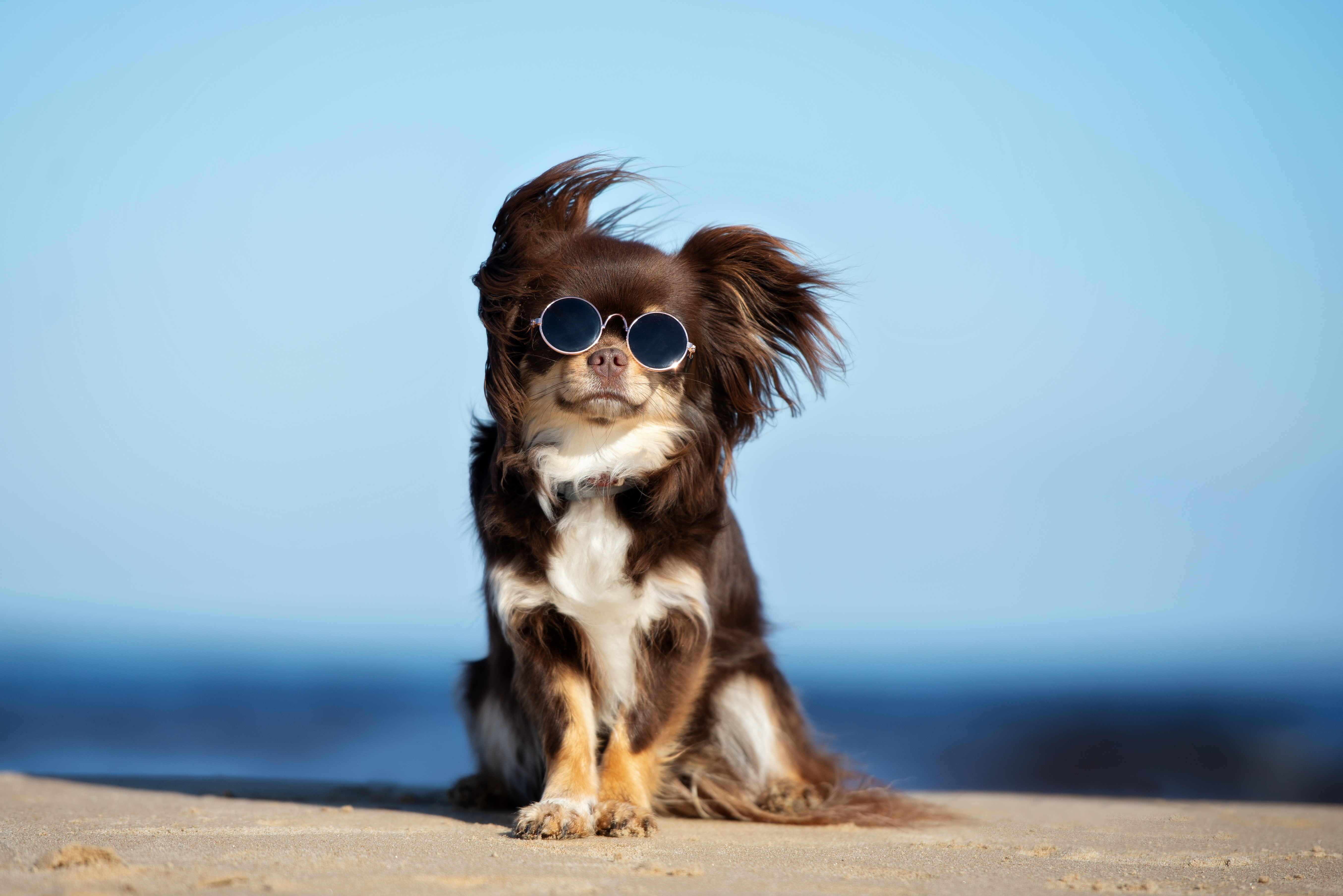 What Flea Treatment is Best for your Cat or Dog?