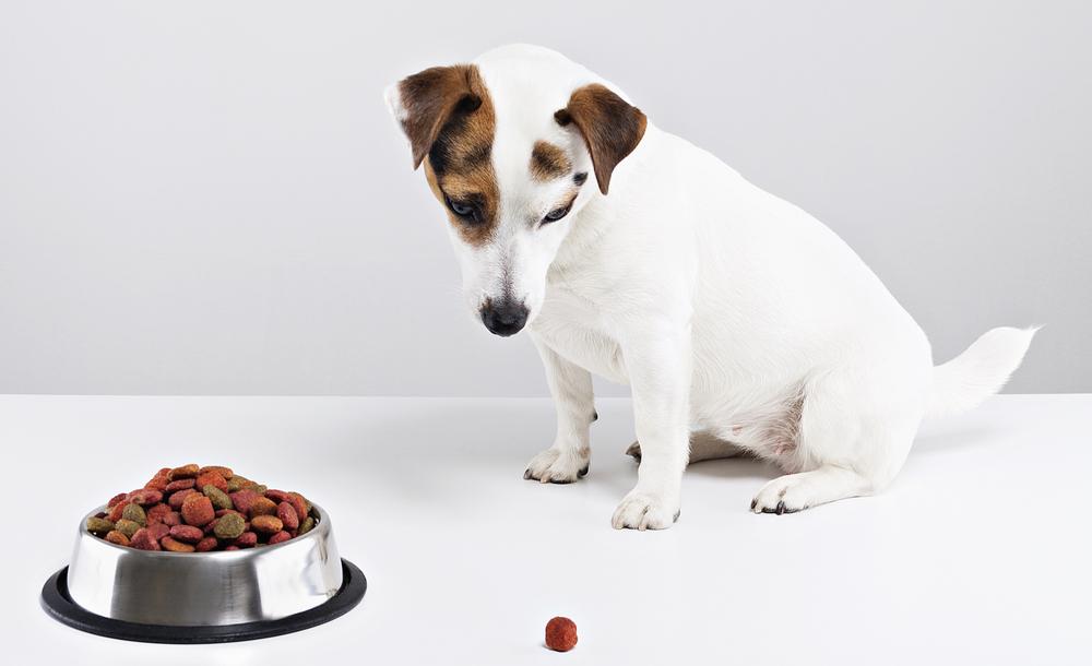 Common Dog Food Allergies