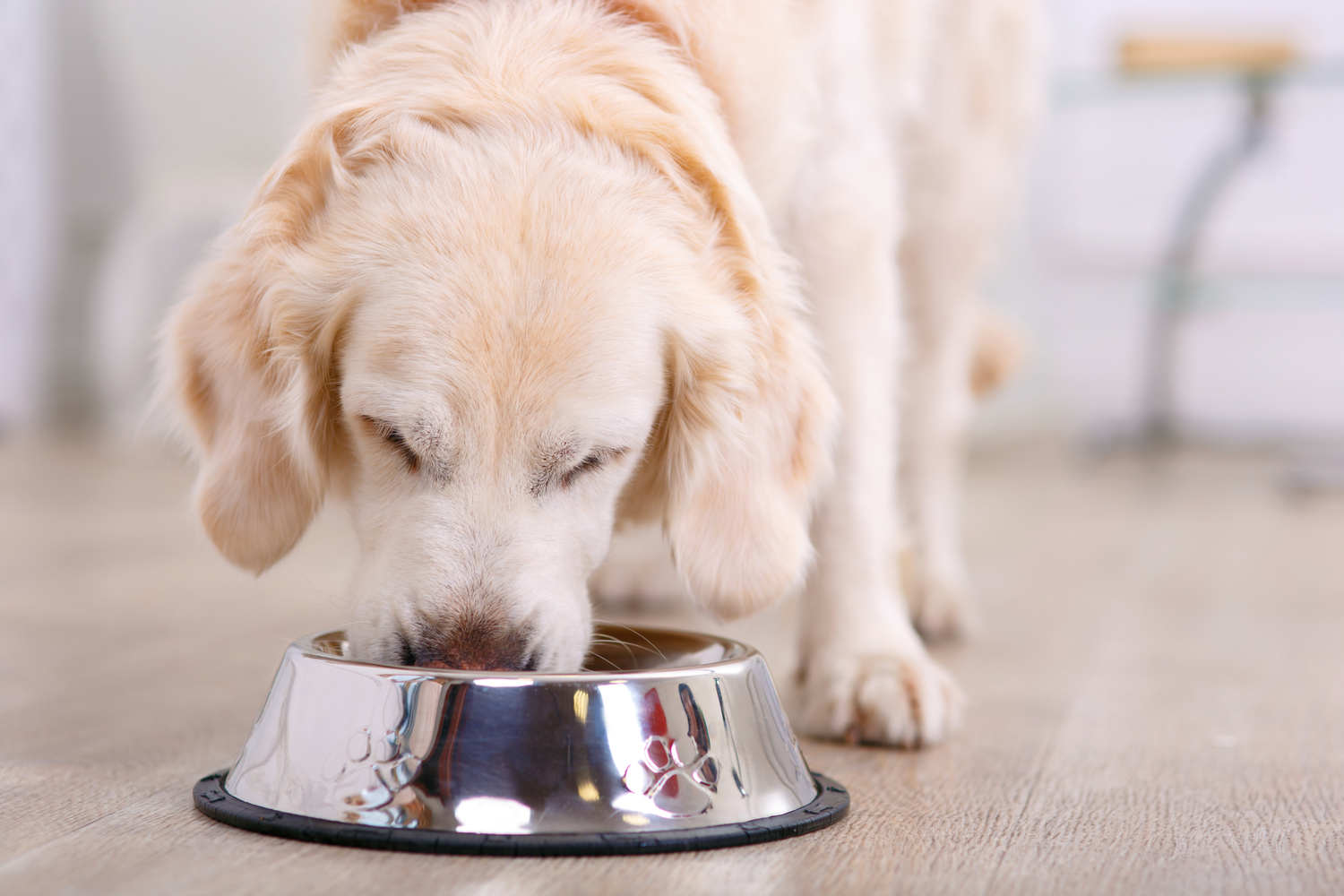 5 Dog-Friendly Human Foods