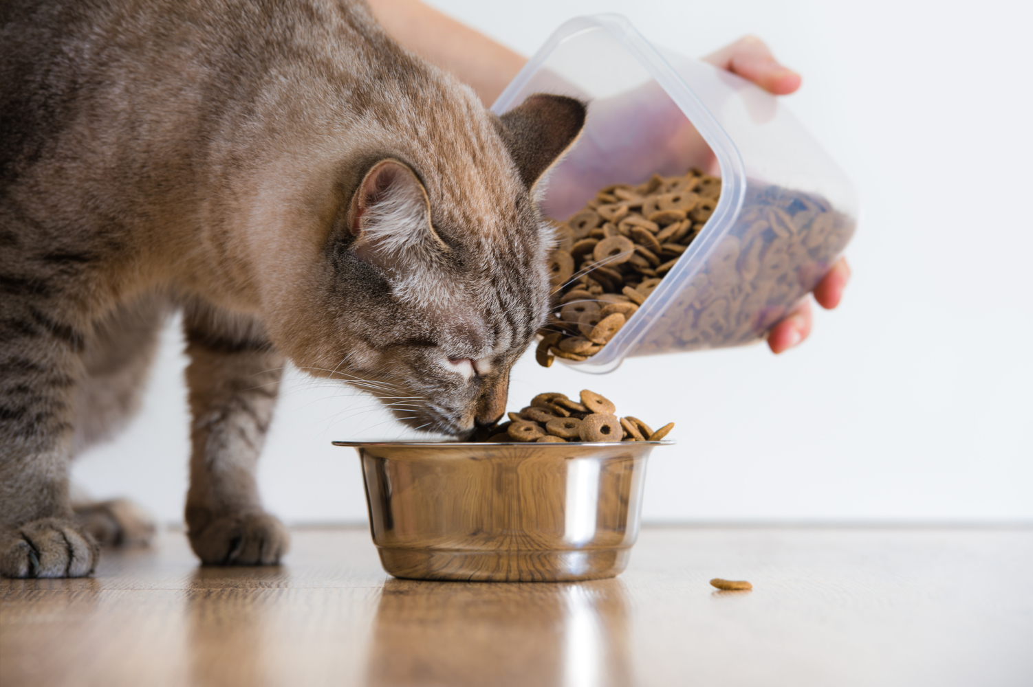 5 Human Foods That are Unsafe for Cats